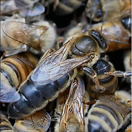 Kafkas ana arı özellikleri |Dayanıklı ve verimli ana arı