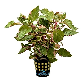 Alternanthera BTZ Pink