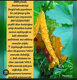 Mide Seti zeytin yağlı kudret narı Tahin kantaron yağı