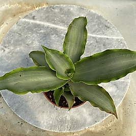 Murdannia loriformis silver