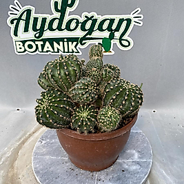 Echinopsis Hibrit Büyük Boy