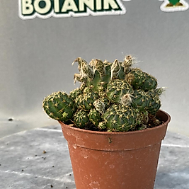 Rebutia