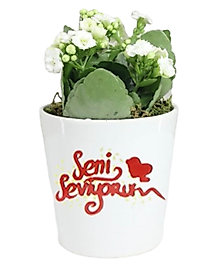 Seni Seviyorum Mesajlı Beyaz Kalanchoe Çiçeği