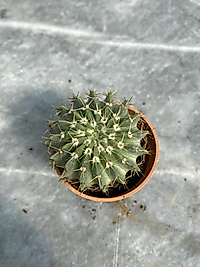 Natocactus Buiningii