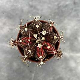 Gymnocalycium Variegata No:24