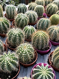 Natocactus Magnificus