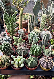 20 farklı kaktüs seti