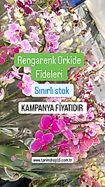 Özel Tür -Çiçeksiz Orkide Fidesi -MİDİ-