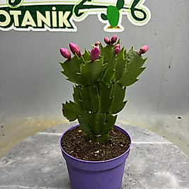 🎄 Yılbaşı Çiçeği – Schlumbergera Pembe Çiçekli