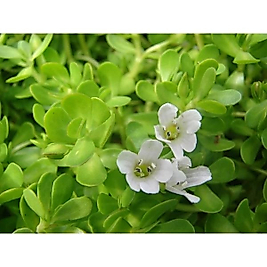 Bacopa Monnieri