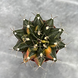 Gymnocalycium Variegata No:23
