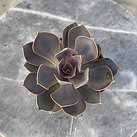 Echeveria