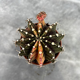 Gymnocalycium Variegata No:27