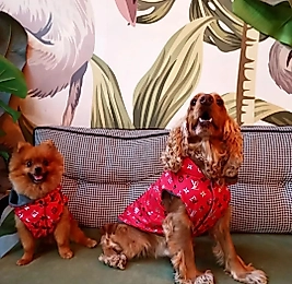 Köpek Yağmurluğu