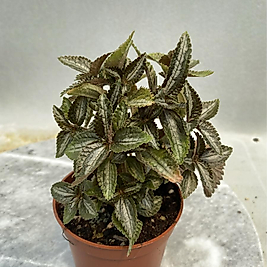 Pilea Dostluk Çiçeği