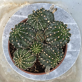 Echinopsis Hibrit litrelik saksı