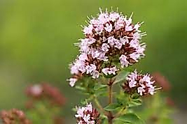 Mercanköşk (Origanum majorana) Hidrolatı, Bitki Suyu