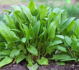 KUZUKULAĞI (1 demet)