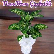 Tropik Dieffenbachia çiçeği