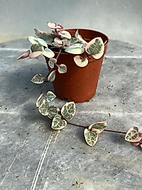 Pembe Kalp Kalbe Karşı