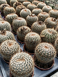 Natocactus Eugeniae
