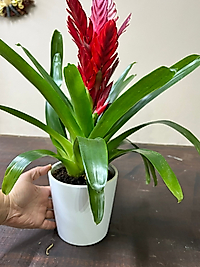 Red Viresia