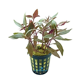 Alternanthera Reineckii Mini