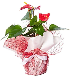 Fresh Anthurium