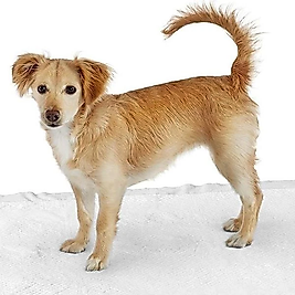 Köpek Çiş Pedi 30 Adet 60x90 Cm