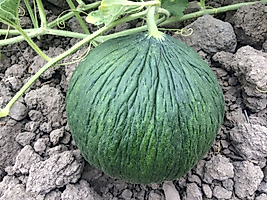Hasanbey Siyah-Yeşil  Kavun Tohumu Pakette 25 Gram