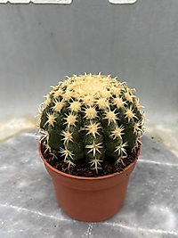 Echinocactus