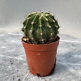 Echinopsis hibrit