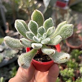 Echeveria Setusa Tüylü Sukulent