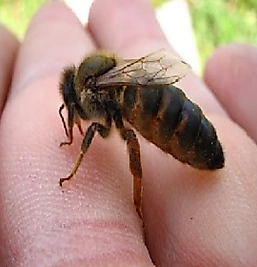 Kafkas ana arı özellikleri |Dayanıklı ve verimli ana arı