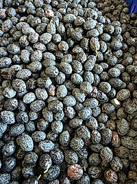 6 kg Kıvırcık Ham Gemlik zeytini