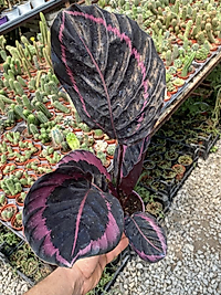 Dua Çiçeği Calathea Roseopicta