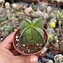 Astrophytum