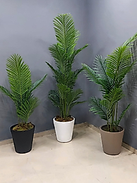Tırtıklı Plastik saksıda Tusem
