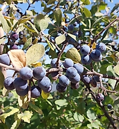 Güven eriği MARMELATI_ 600 gr.