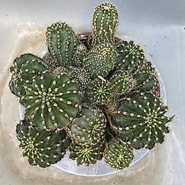 Echinopsis Hibrit BÜyük boy