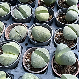 Lithops Yaşayan Taş 6cm saksıda