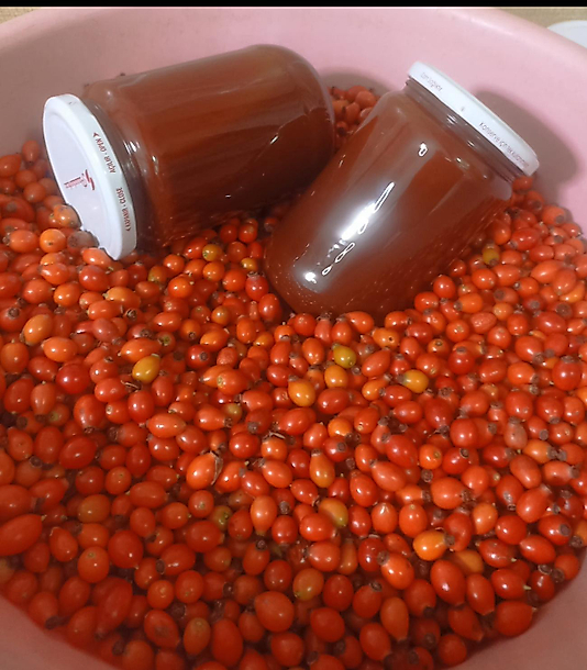 1 kg Kuş Burnu taze