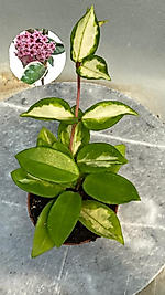 Hoya Cornosa Tricolor Özel Mum çiçeği
