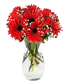Cam Vazoda Kırmızı Gerbera Buketi