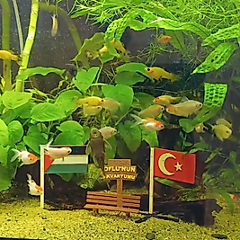 Akvaryum İçi Filistin bayrağı