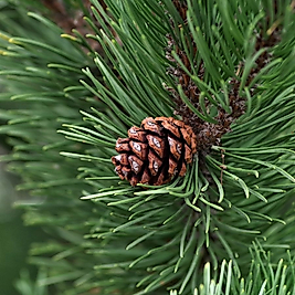 %100 Çam Ağacı Hidrosolü ( Pinus Sylvestris)  Distile Su ve Esans İçermez!