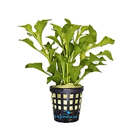 Alternanthera BTZ Green