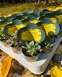 24 Kasım Öğretmenler Günü Seti (20adet)