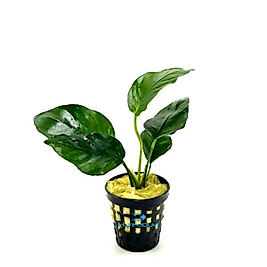 Anubias Barteri Var Nana