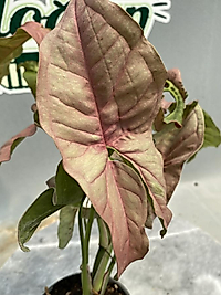 Syngonium Neon